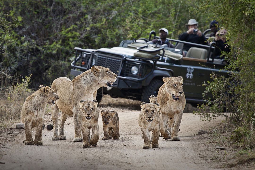 pride of lions near game viewing vehicle of Londolozi game reserve