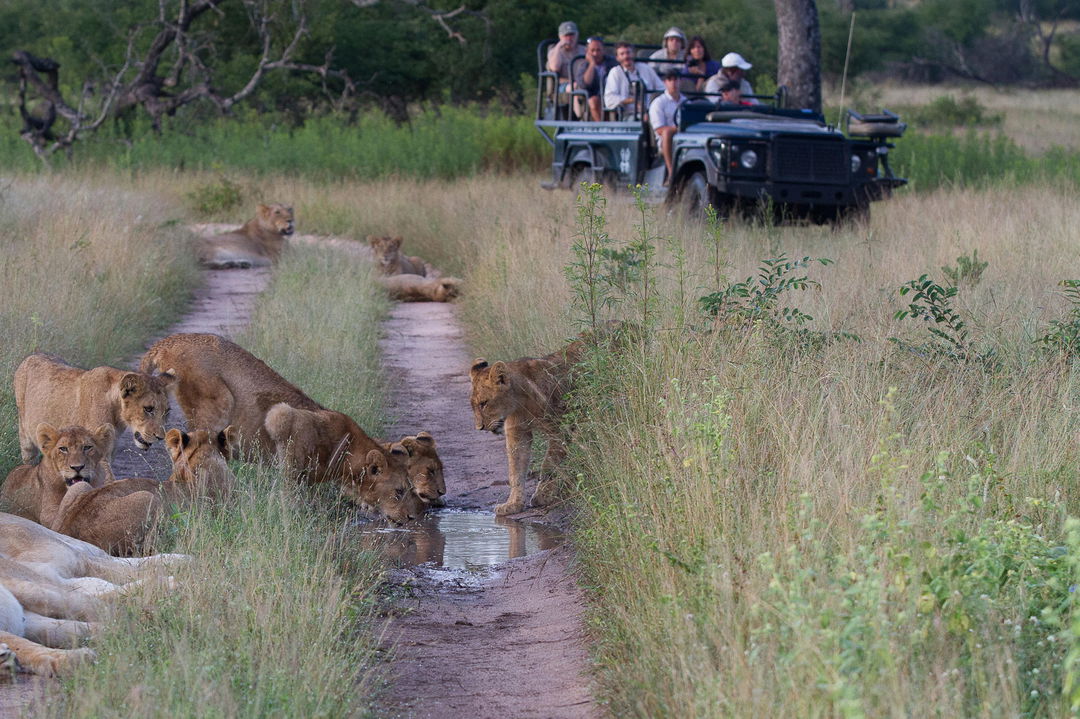 lions drinking from  a puddle in road with safari vehicle close by at Lodolozi
