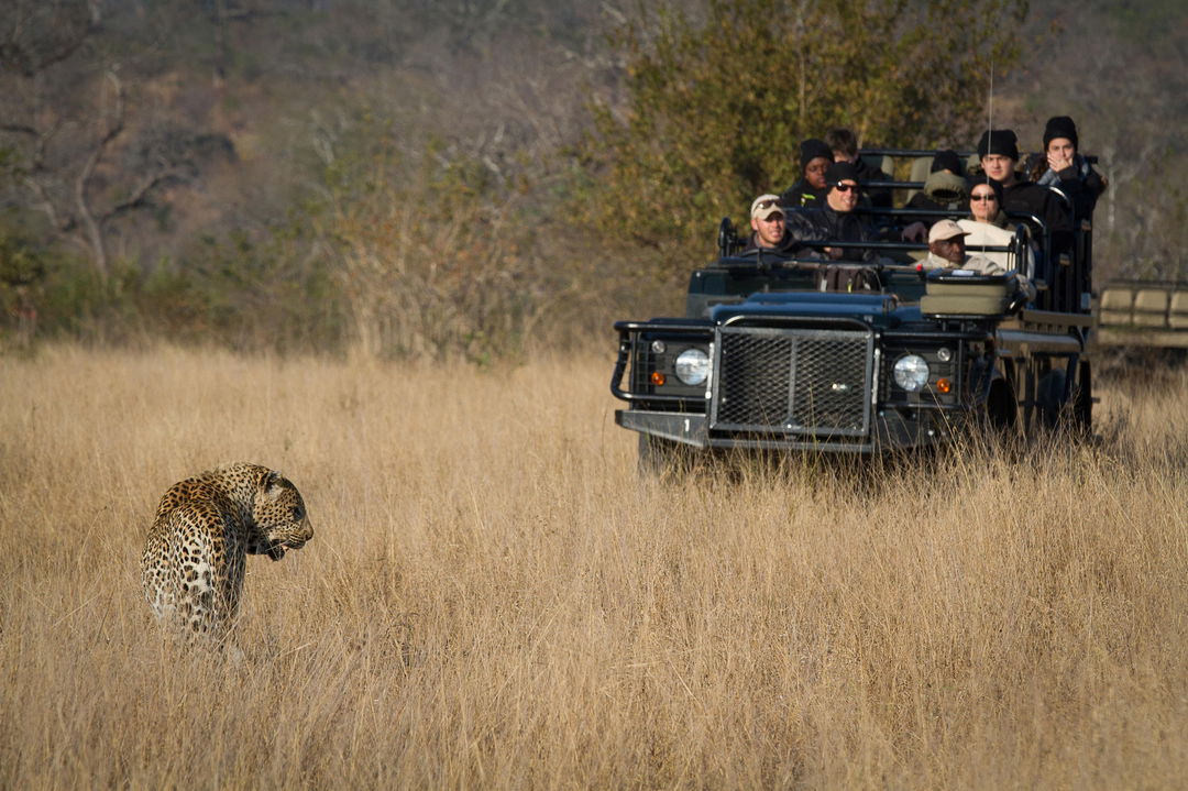 game drive spotting a leopard in front of vehicle at Londolozi game reserve