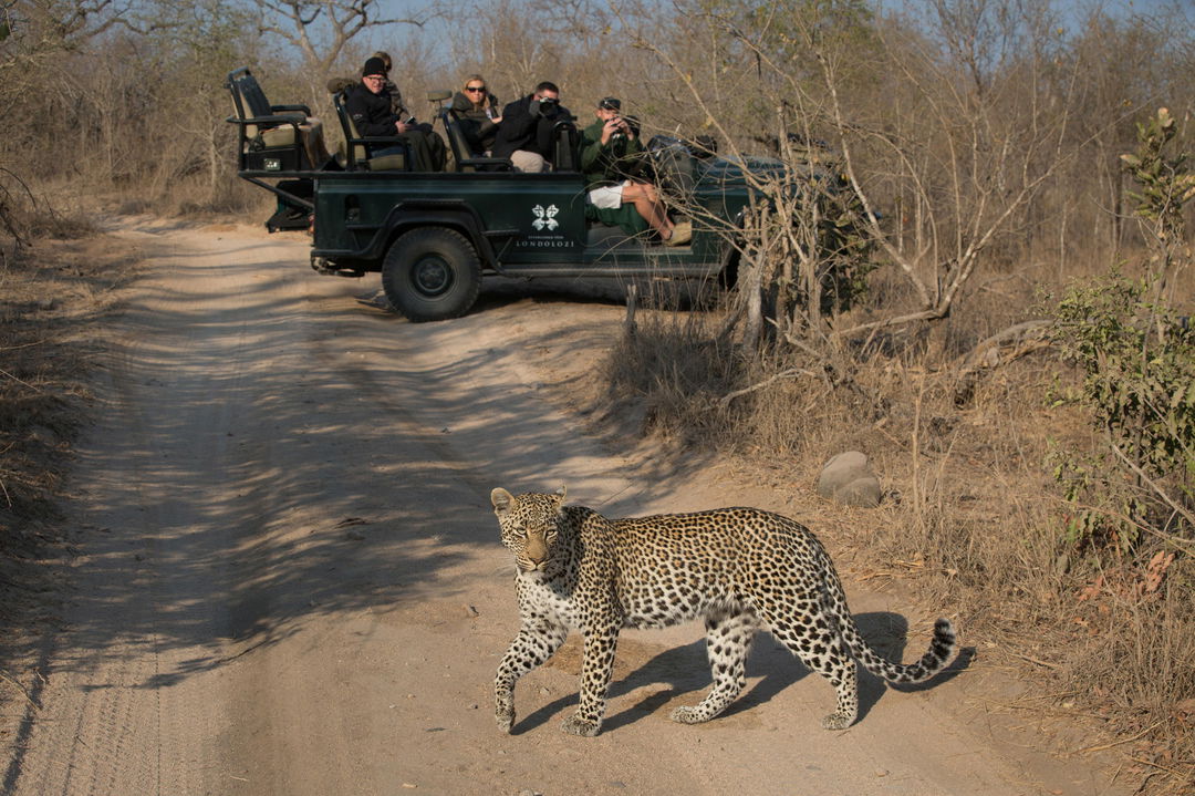 leopard in road with game drive vehicle and guests behind it at Lodolozi