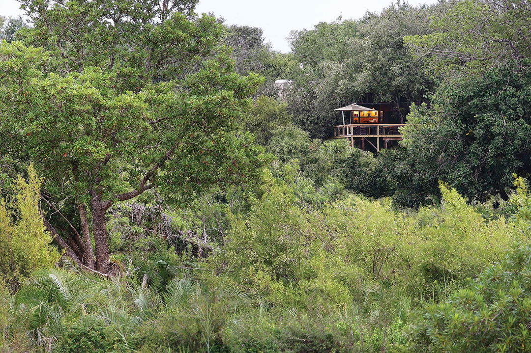 exterior view of tree camp suite hidden in bushes of Londolozi game reserve