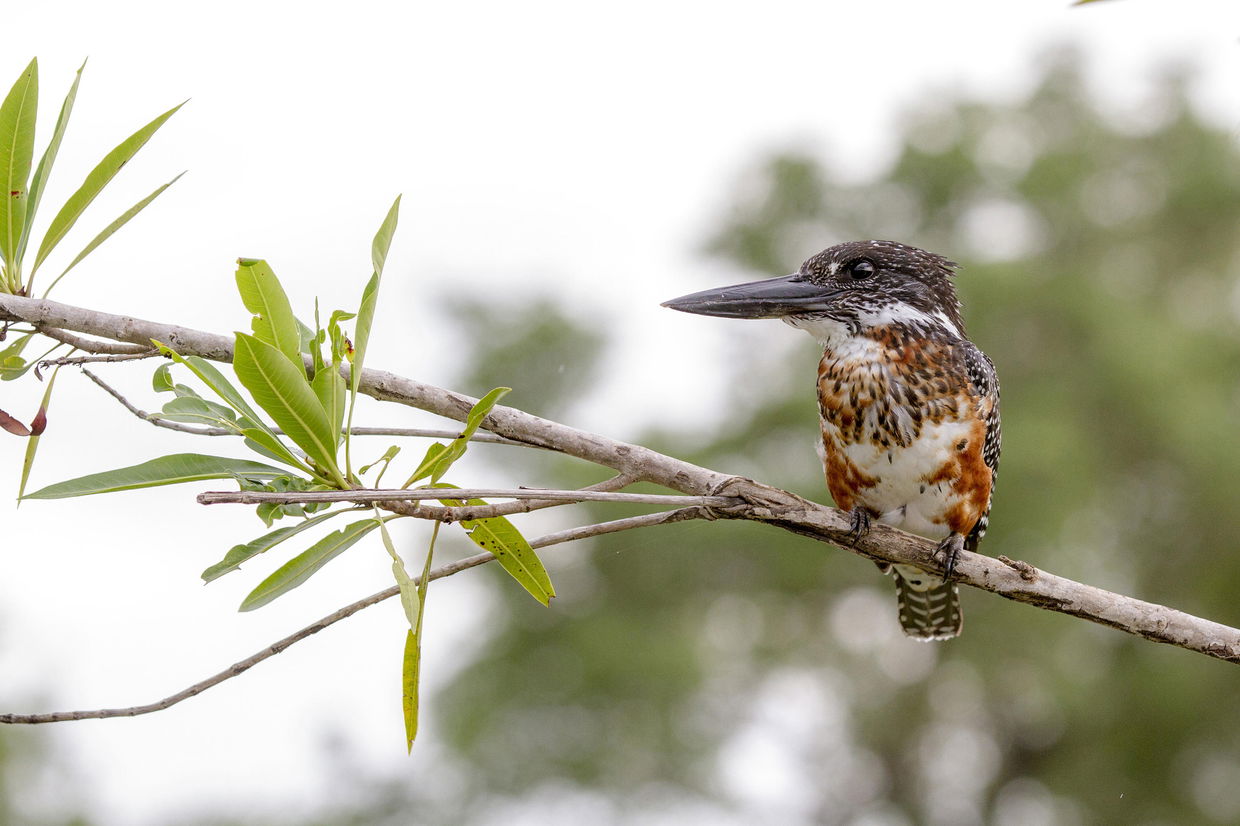 pied kingfisher on a branch at Londolozi game reserve