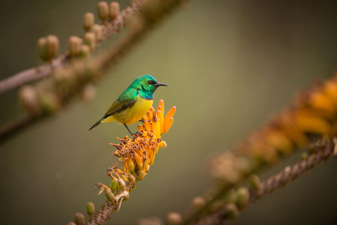 sunbird on a flower by Londolozi Game Reserve