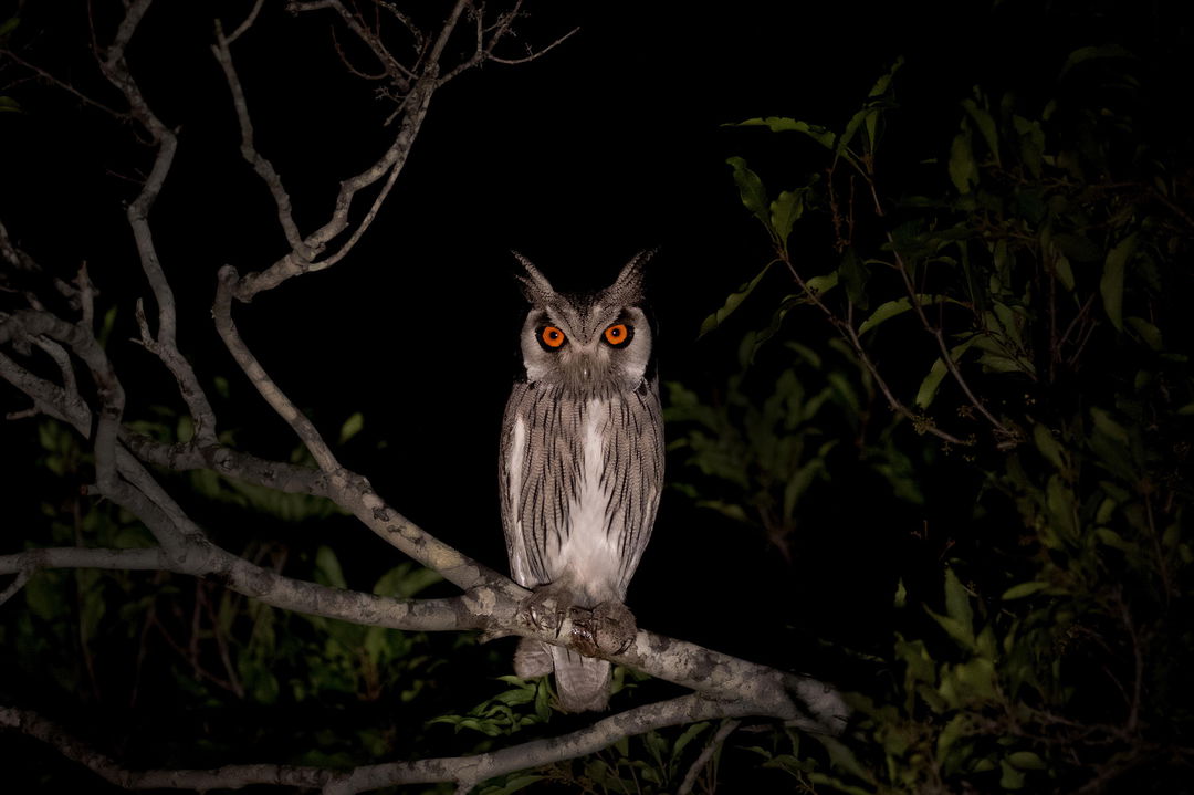 southern white faced owl on a branch at night by Londolozi Game Reserve