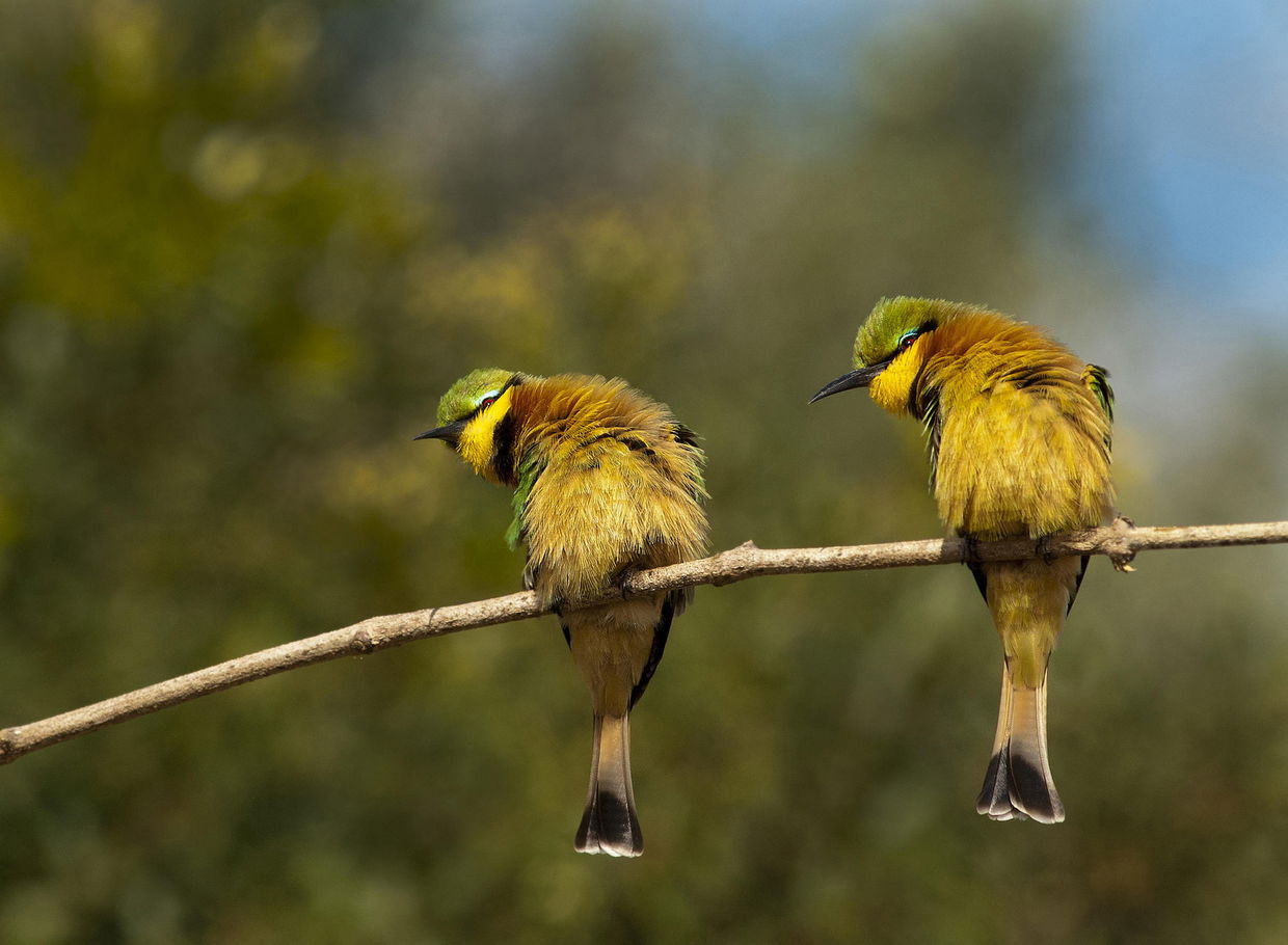 two bee catchers on a branch at Londolozi game reserve