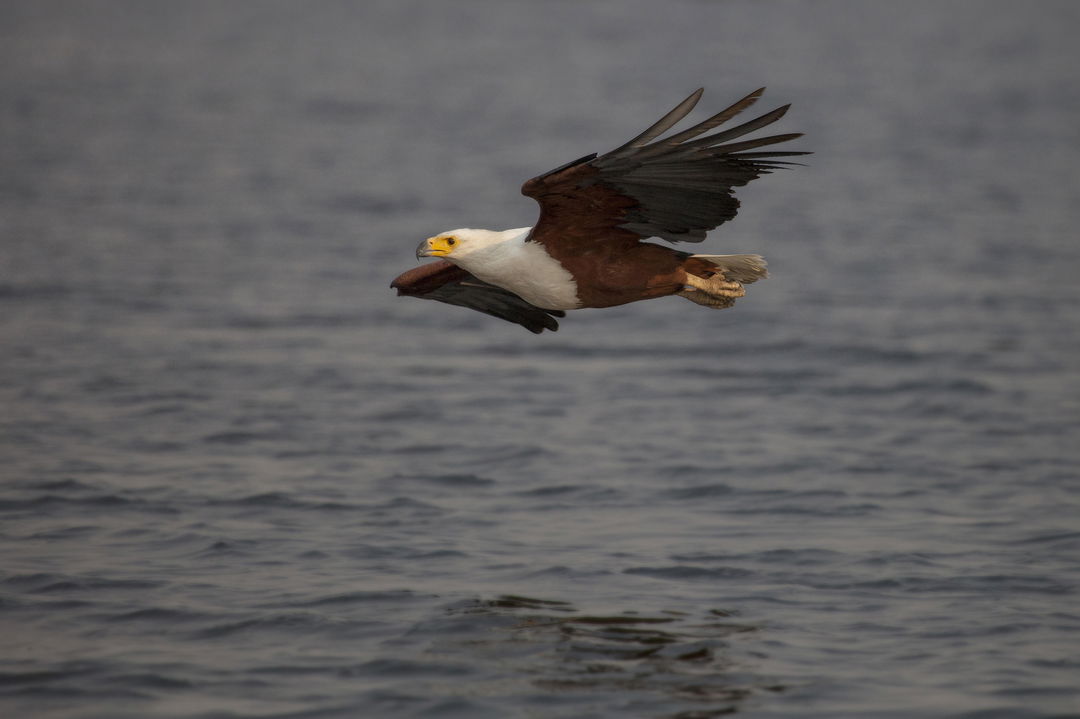 fish eagle in flight by Londolozi Game Reserve