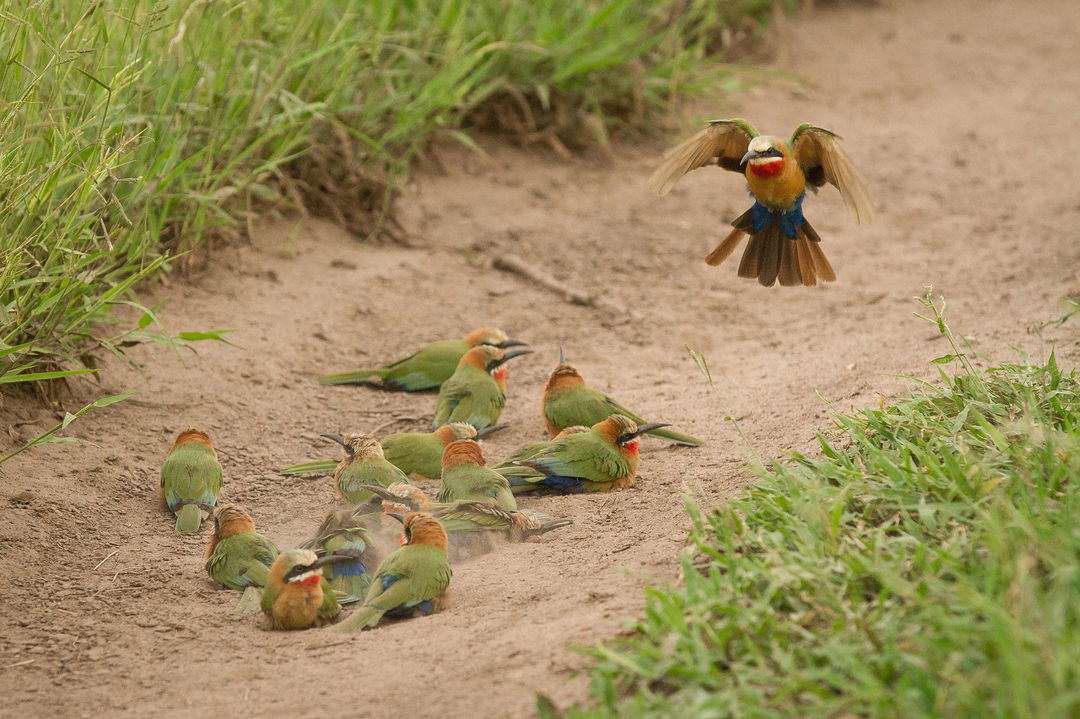 group of bee eaters in the road by Londolozi Game Reserve