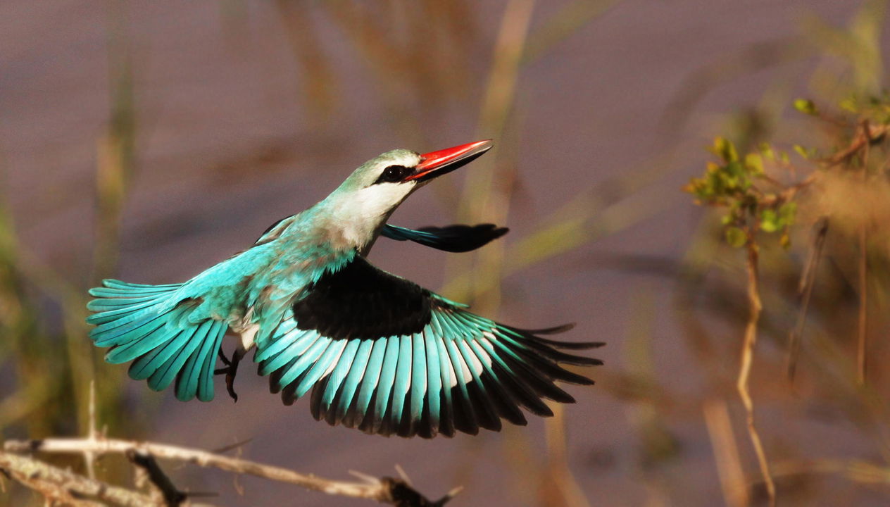 woodlands kingfisher in flight by Londolozi Game Reserve