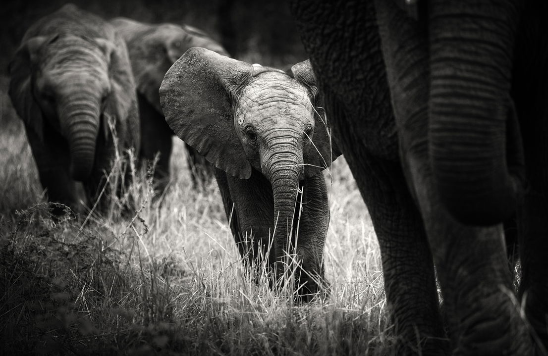 bay elephant in monochrome by Londolozi Game Reserve