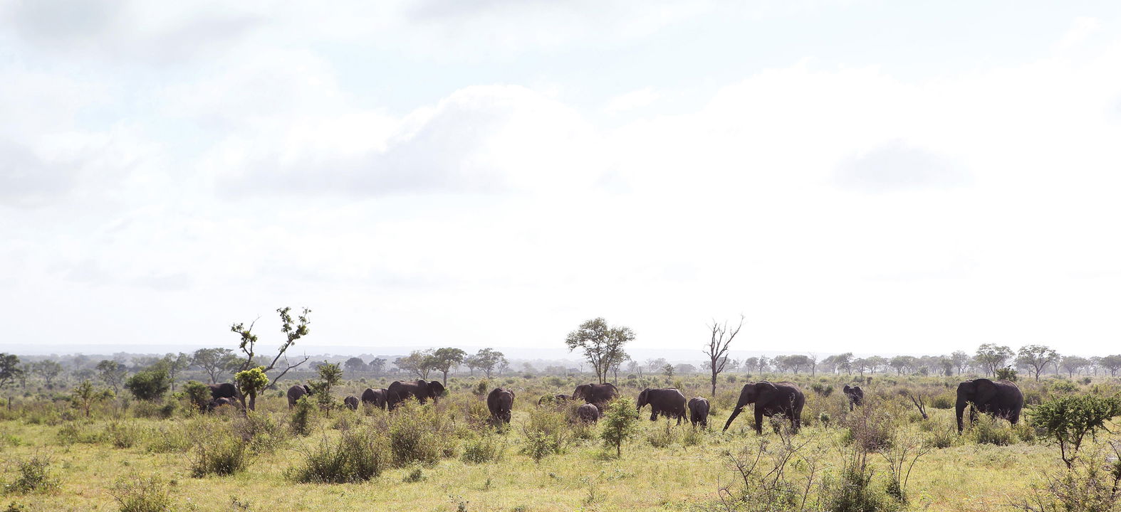 herd of elephants in the bush sighted by Londolozi Game Reserve
