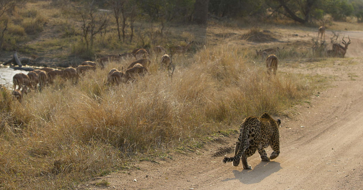 leopard stalking impalas in long grass by Londolozi Game Reserve