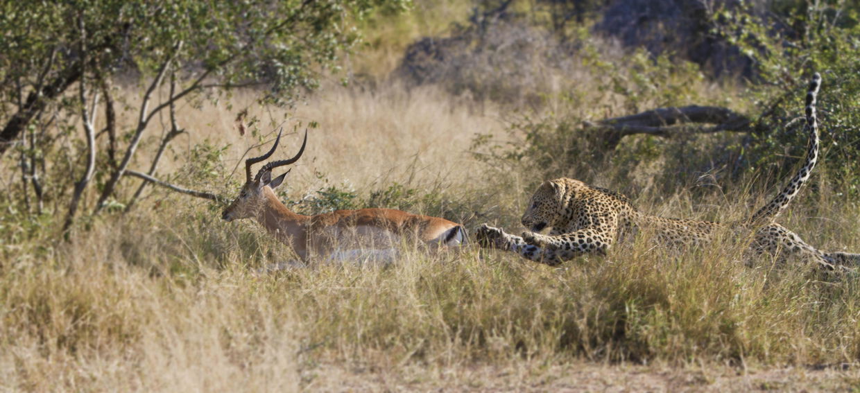 leopard chasing an impala at Londolozi game reserve
