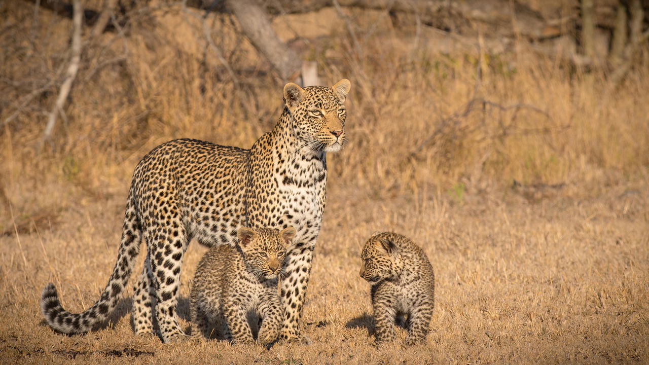 female leopard with two cubs at Londolozi Game Reserve