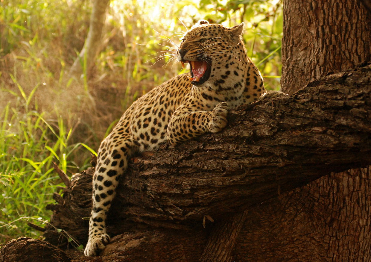 growling leopard on a tree stump at Londolozi game reserve