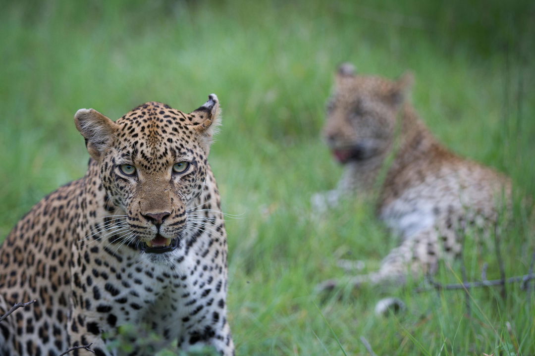 two leopards in short grass sighted at Londolozi Game Reserve