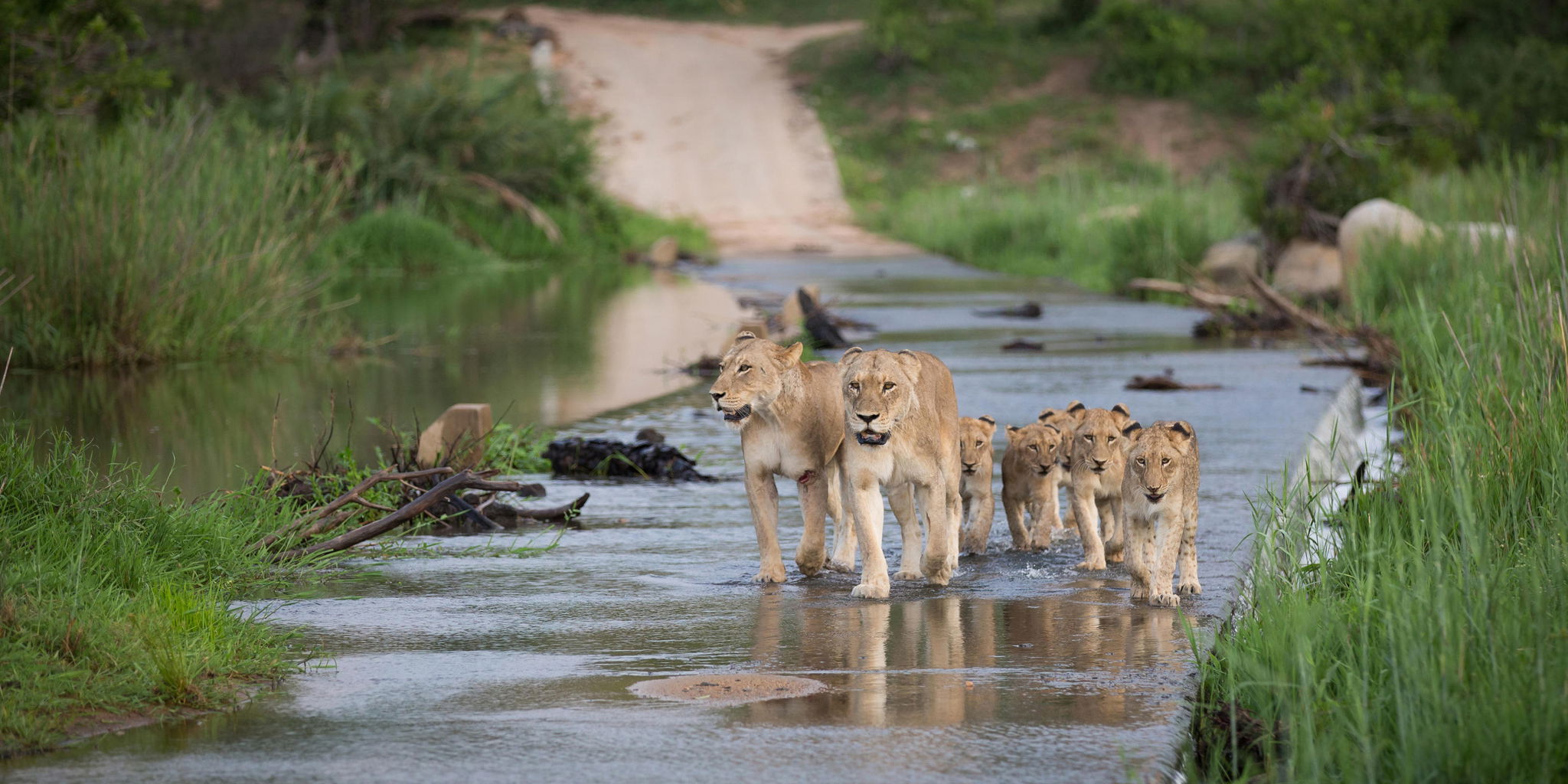 pride of lions on a low water bridge by Londolozi Game Reserve
