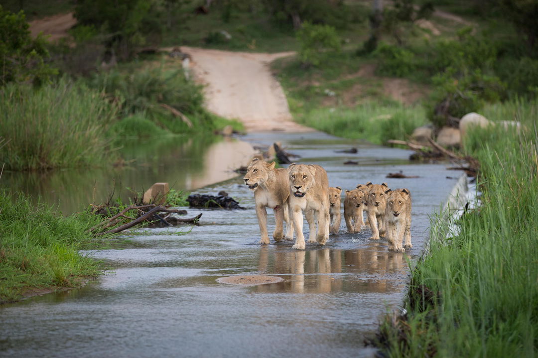 pride of lions on a low water bridge by Londolozi Game Reserve