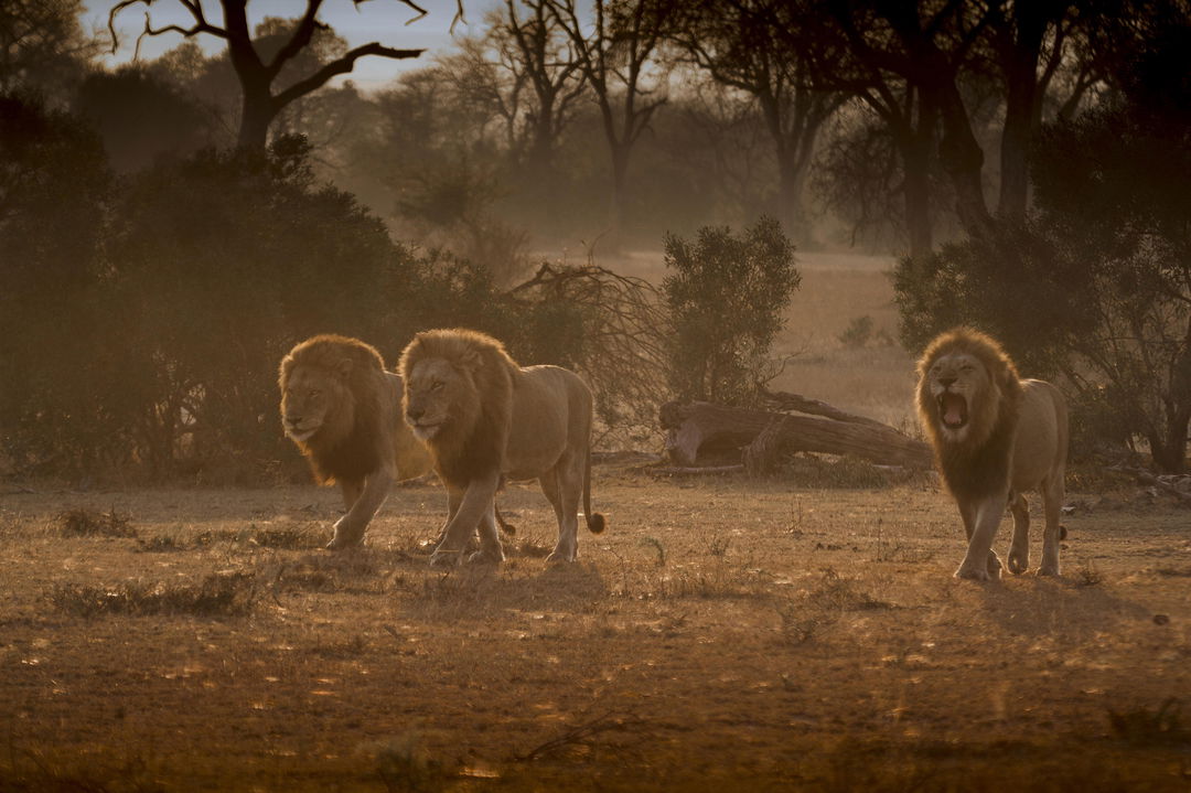 three male lions walking at sunset by Londolozi Game Reserve