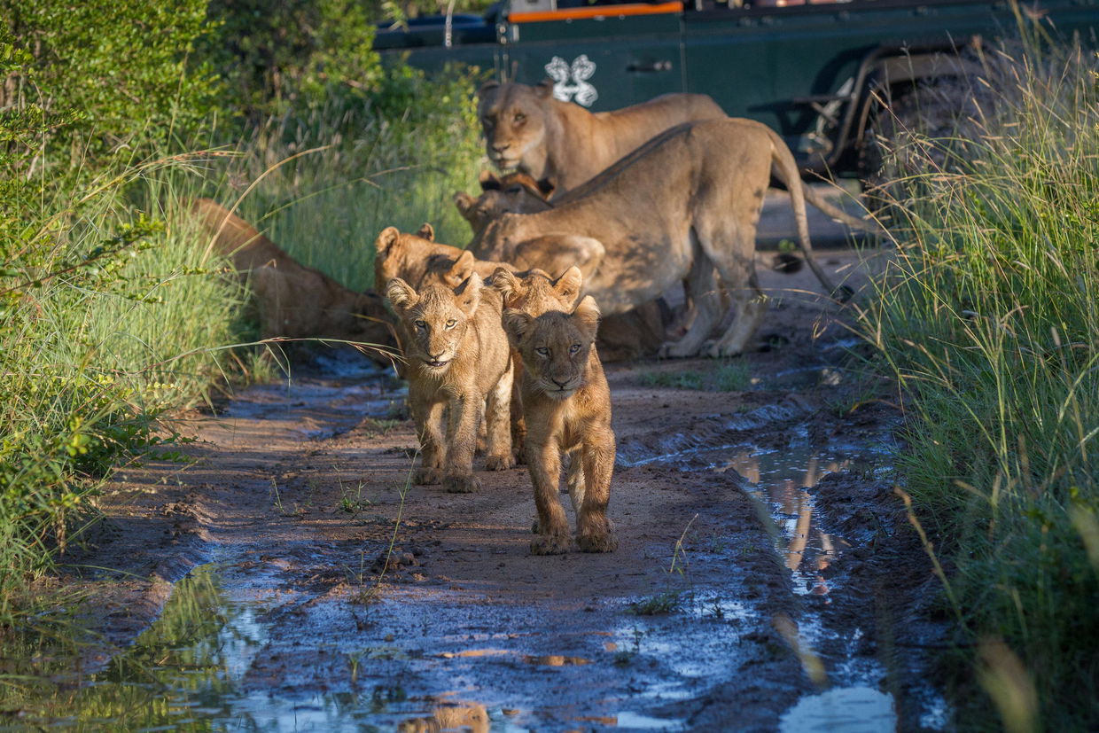 lion pride on wet road of Londolozi game reserve