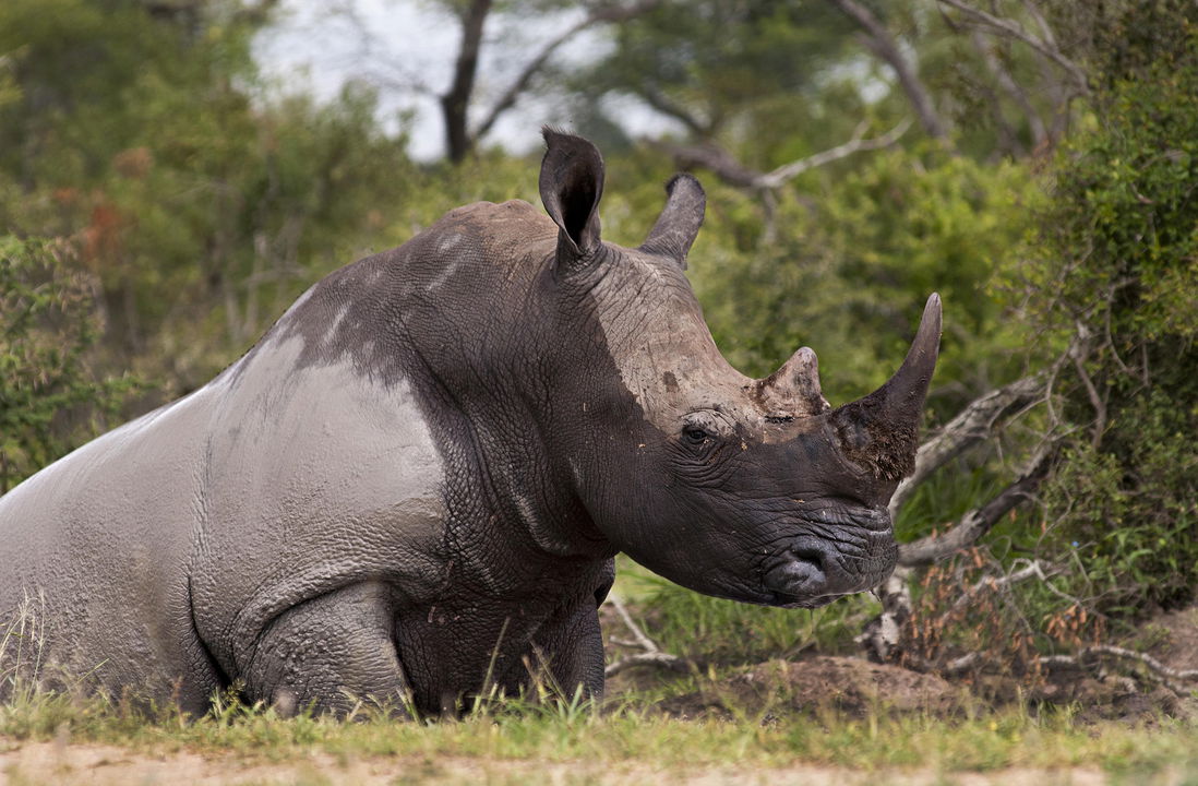 rhino taking a mud bath at Londolozi Game Reserve