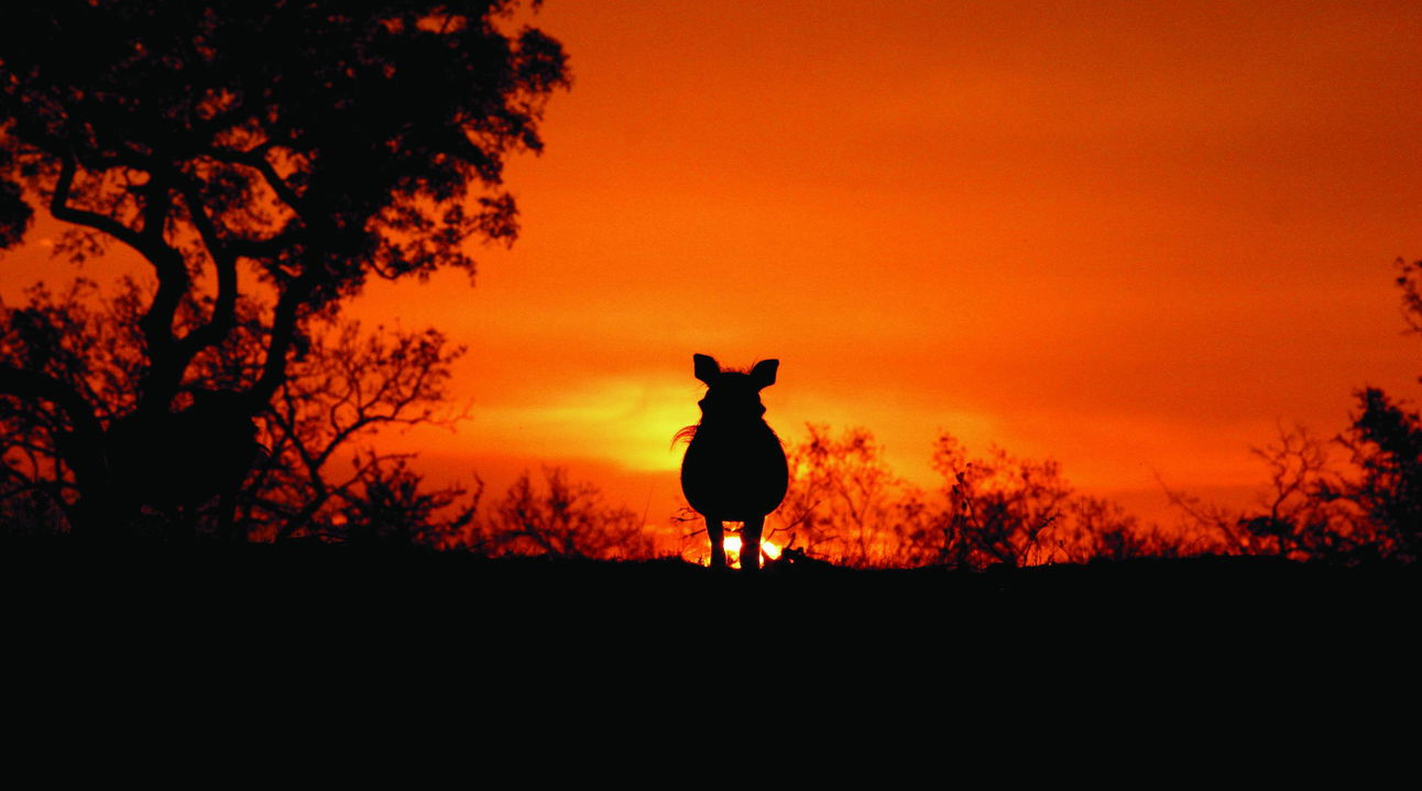 silhouette of a warthog at sunset by Londolozi Game Reserve