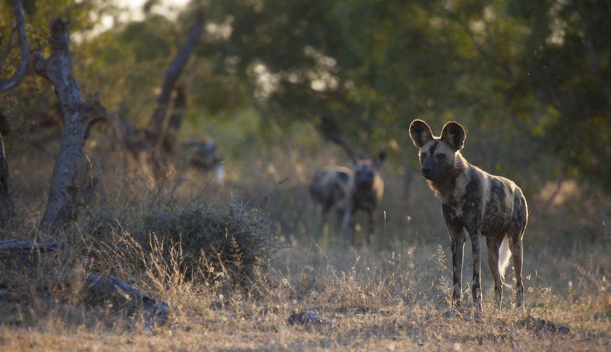wild dogs on the bush sighted by Londolozi Game Reserve