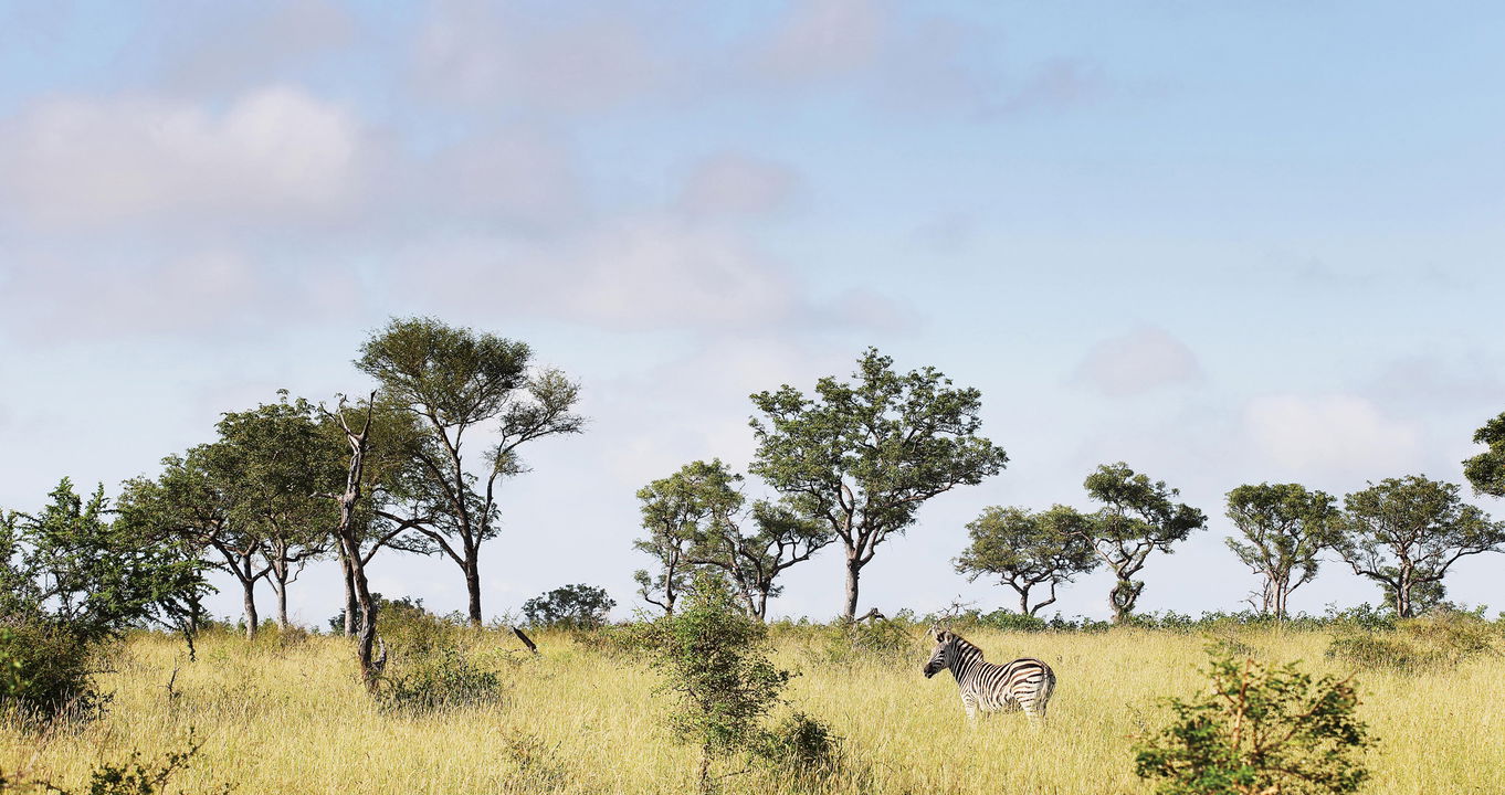 zebra on the plains of Londolozi Game Reserve