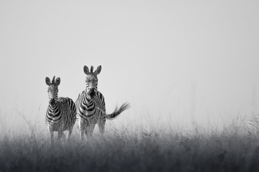 monochrome image of two zebras on the plains at Londolozi Game Reserve