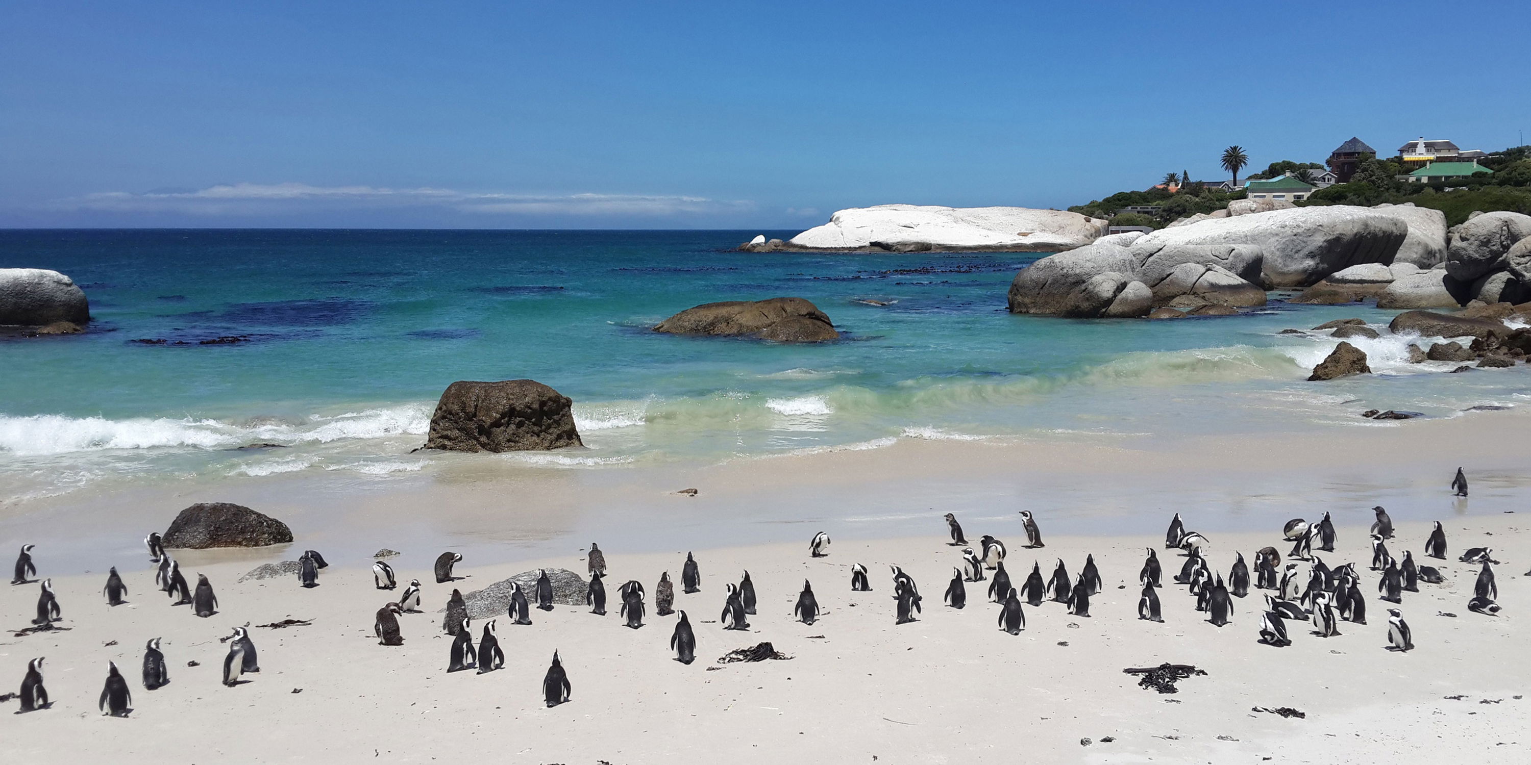 Penguins on the beach at boulders cape town