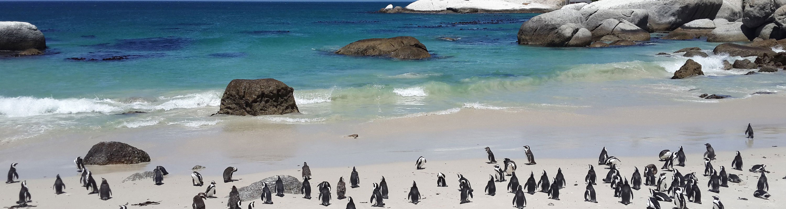 Penguins on the beach at boulders cape town