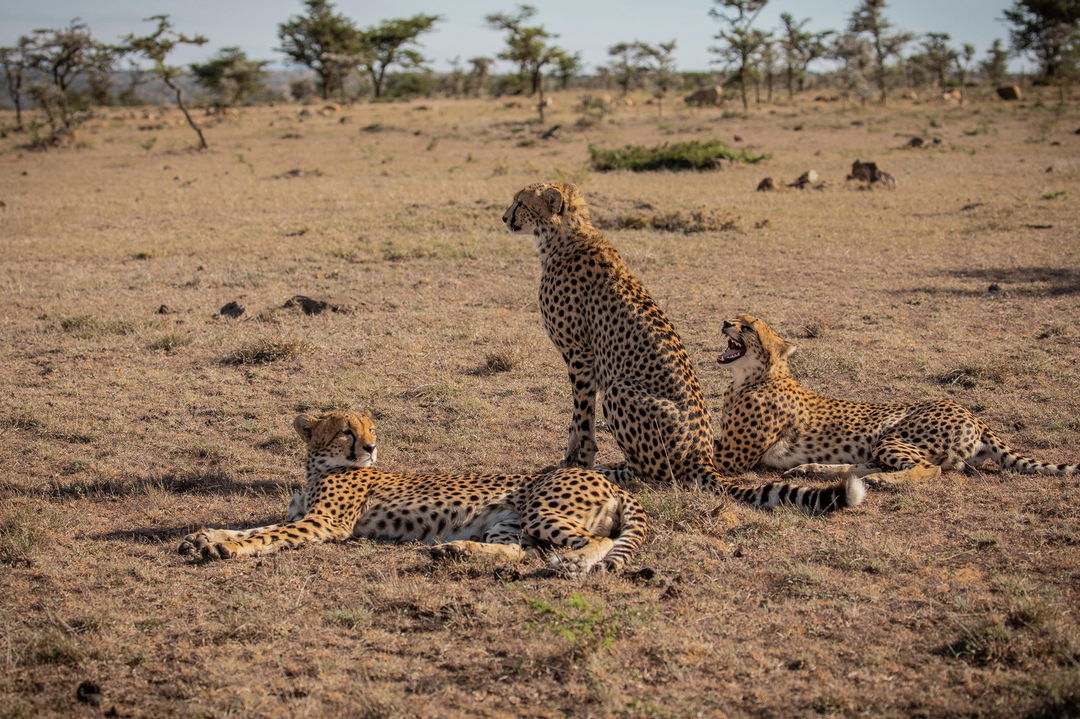 cheetahs on the pains sighted at Mahali Mzuri Kenya Masai Mara