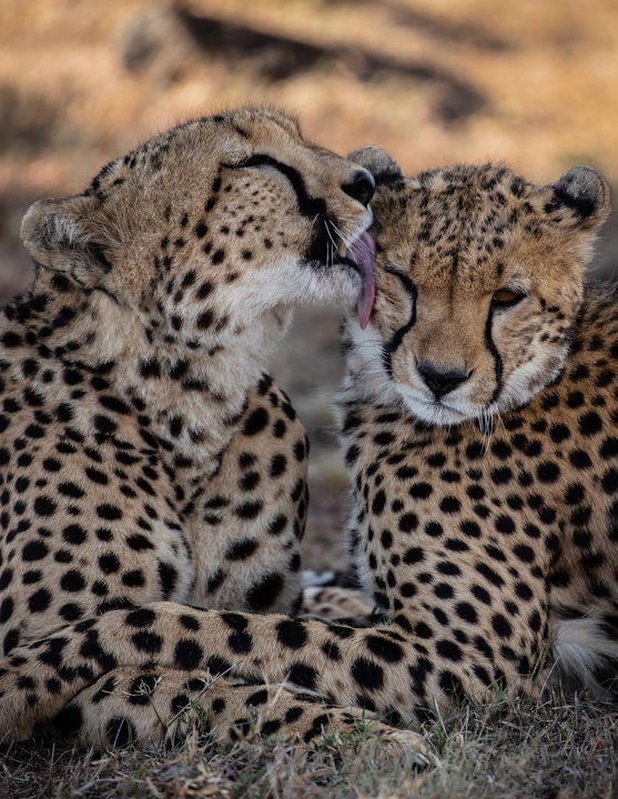 two cheetahs sighted by Mahali Mzuri Kenya Masai Mara
