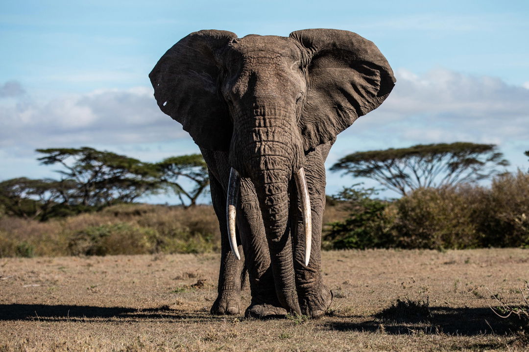 big lone elephant sighted at Mahali Mzuri Kenya Masai Mara