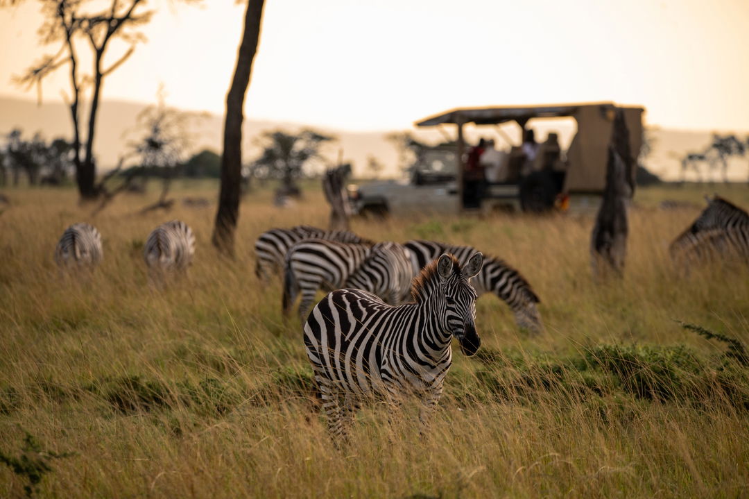 zebras sighted near safari vehicle on game drive of Mahali Mzuri Kenya Masai Mara