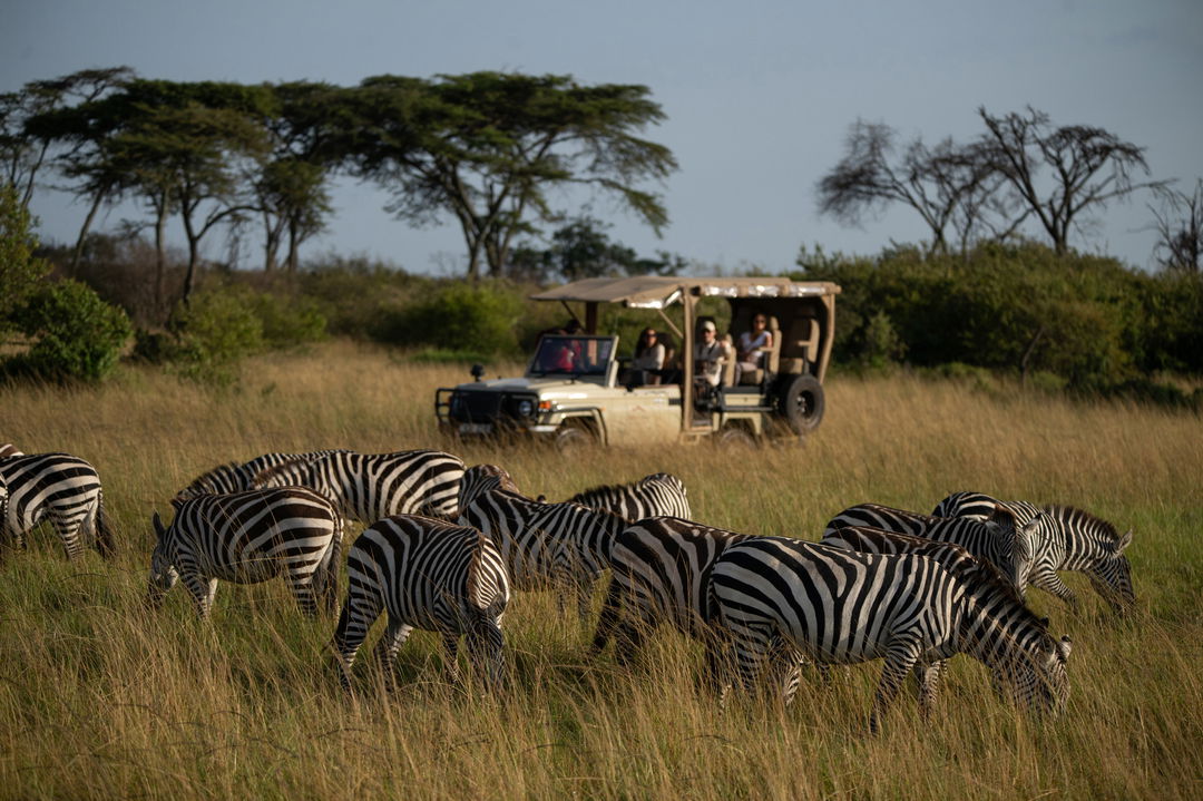 zebras in tall grass near game drive vehicle of Mahali Mzuri Kenya Masai Mara