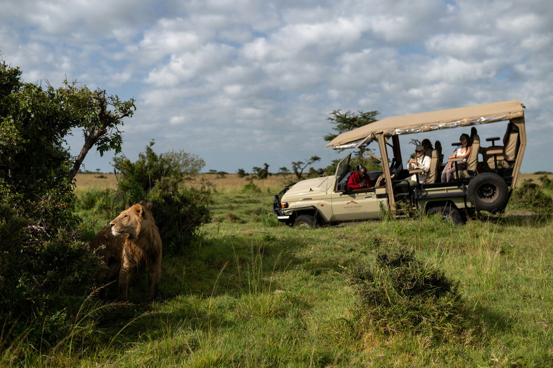 lion near game drive vehicle with guests from Mahali Mzuri Kenya Masai Mara