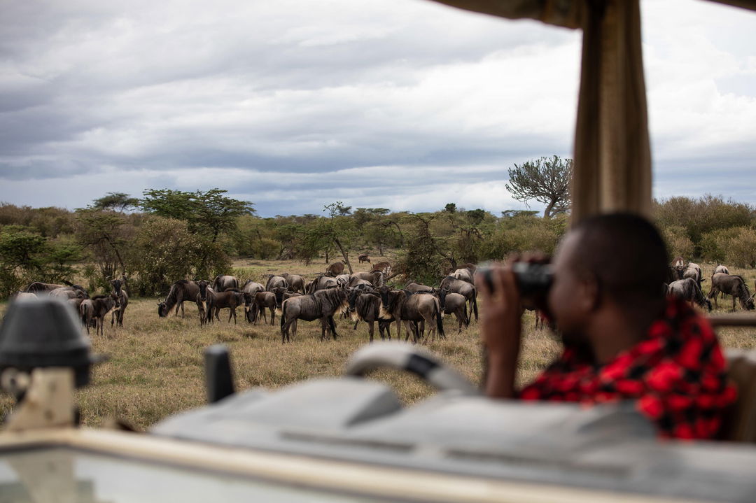 guide spotting migrating wildebeest from vehicle at Mahali Mzuri Kenya Masai Mara