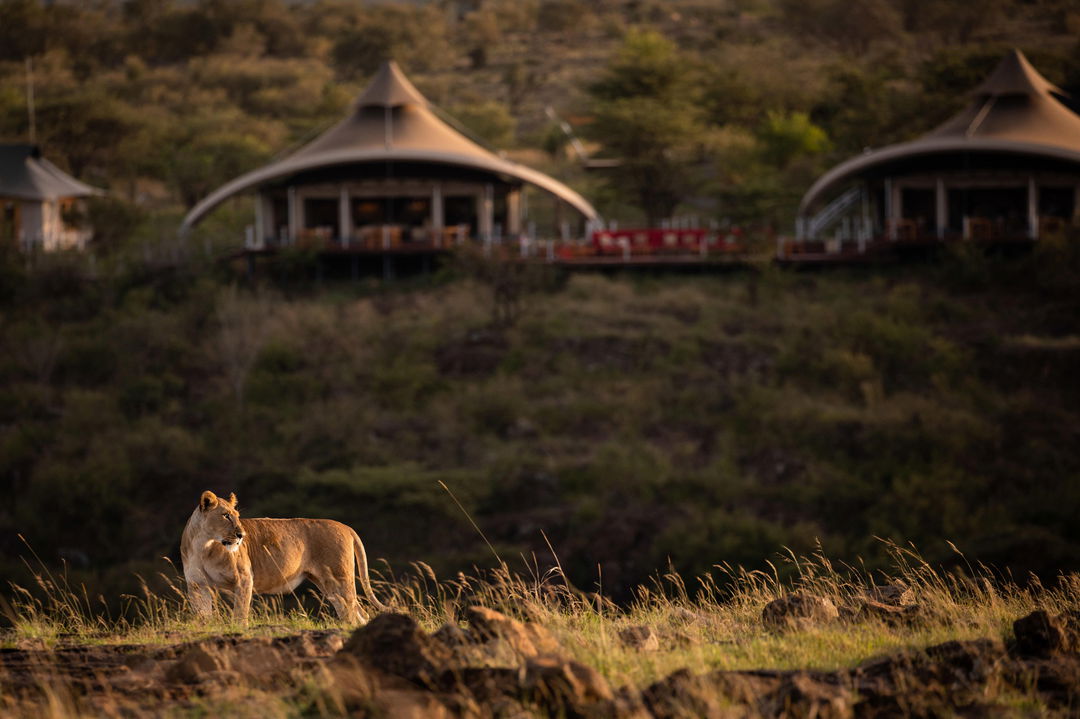 lioness in front of the lodge on an outcrop at Mahali Mzuri Kenya Masai Mara