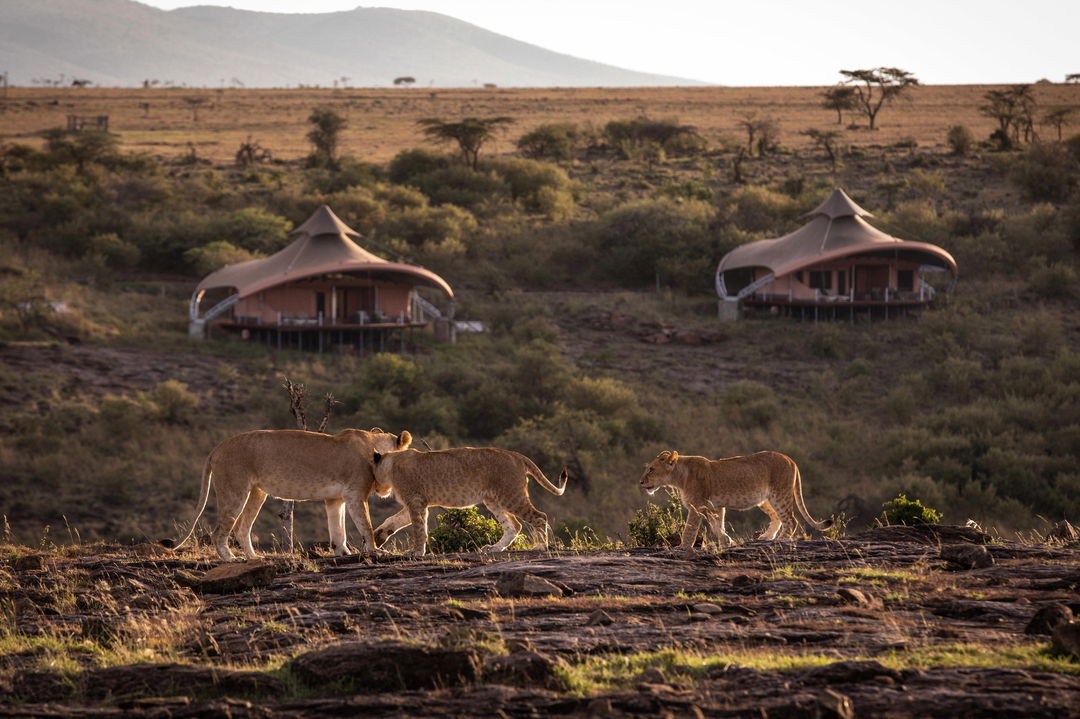 lion pride in front of the lodge on an outcrop at Mahali Mzuri Kenya Masai Mara