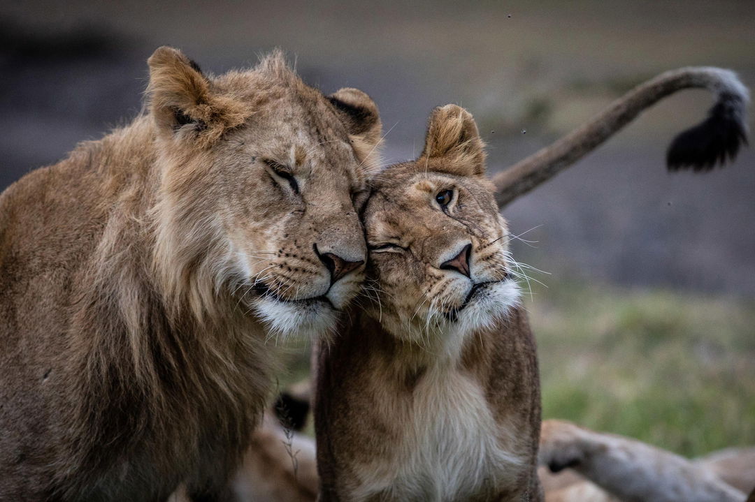 lions rubbing faces as sighted by Mahali Mzuri Kenya Masai Mara