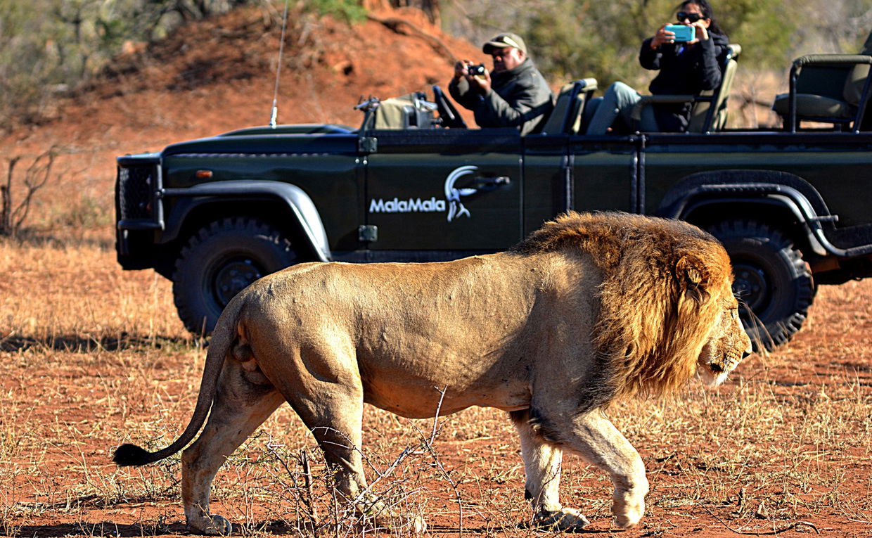 safari vehicle with guests looking at male lion walking by at MalaMala Main Game lodge
