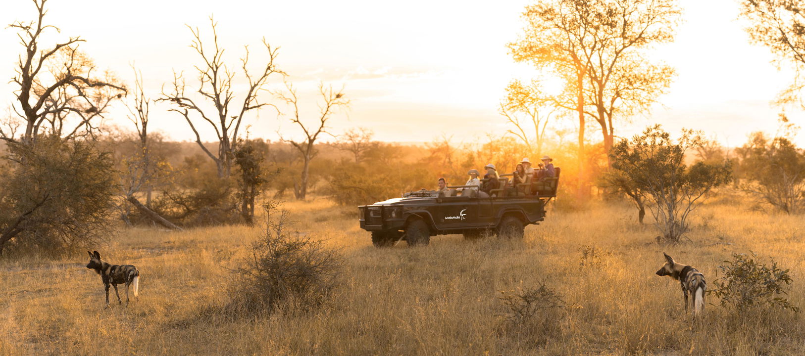 safari vehicle in bush looking at wild dogs at MalaMala Main Game lodge