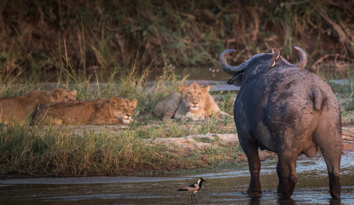 lions looking at buffalo in water at MalaMala Main Game lodge