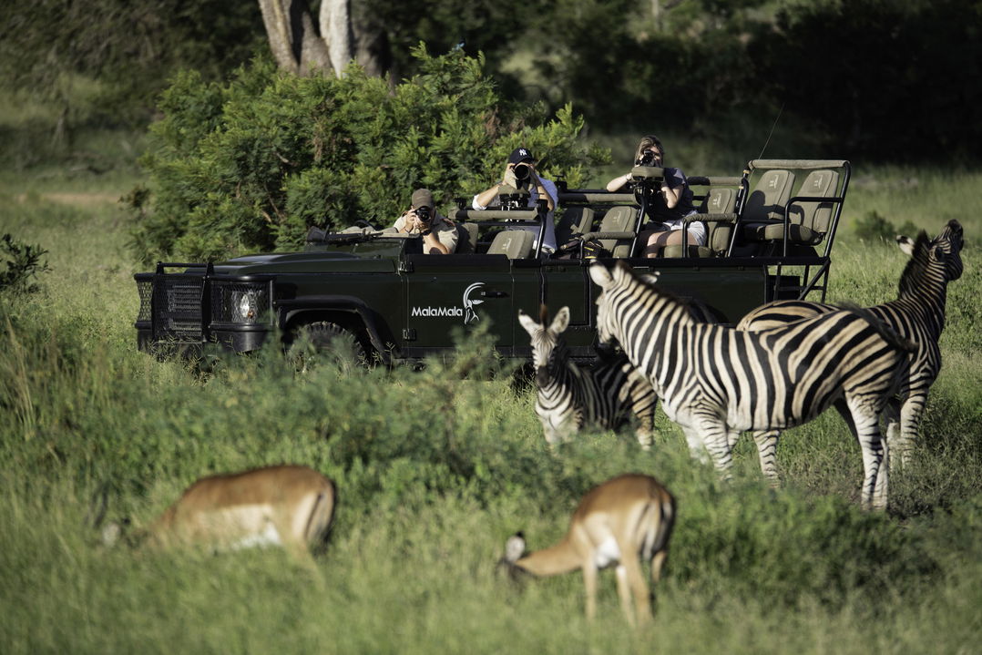 zebras and antelopes by safari vehicle with guests taking photos at MalaMala Main Game lodge