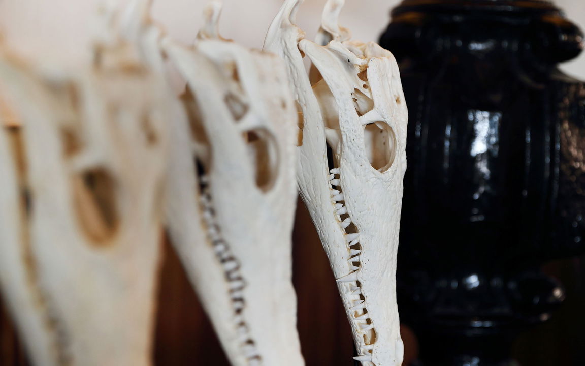 crocodile skulls hanging on the wall of MalaMala Main Game lodge