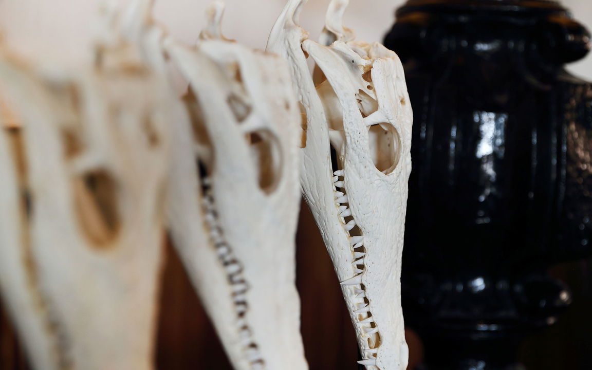 crocodile skulls hanging on the wall of MalaMala Main Game lodge