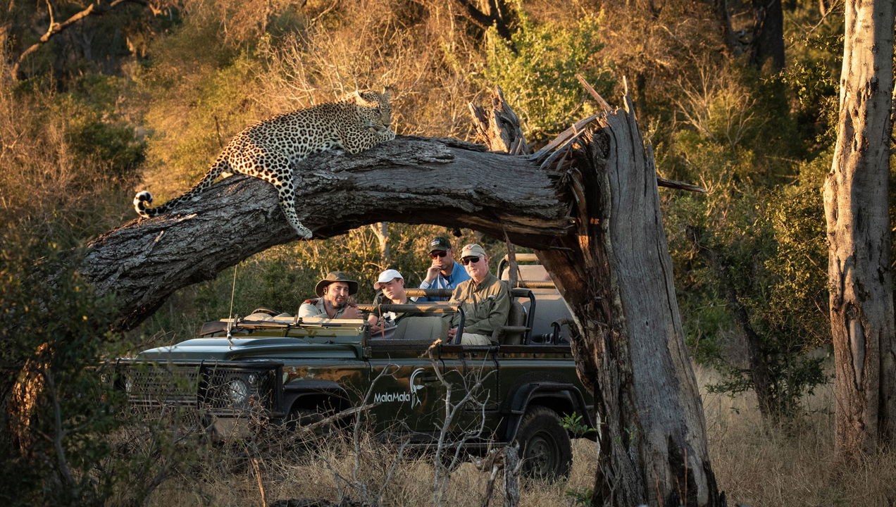 safari vehicle with guests looking at leopard on branch close by at MalaMala Main Game lodge