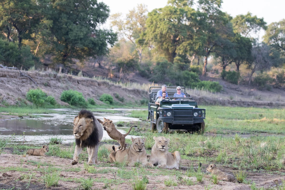 lion cub jumping on male lion in rive in front opf safari vehicle on a game drive by MalaMala