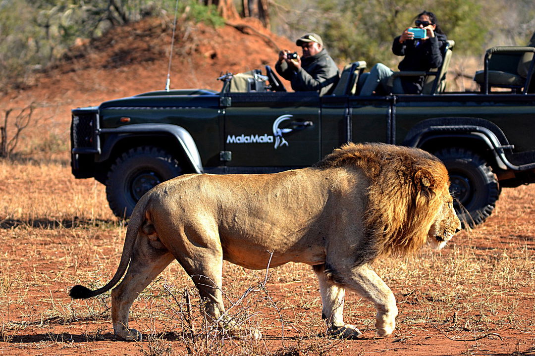 safari vehicle with guests looking at male lion walking by at MalaMala Main Game lodge