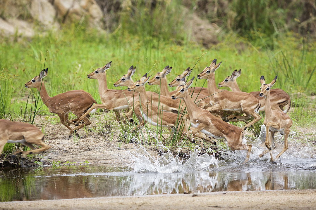 impalas running through the shallow water in river at MalaMala